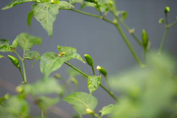 chilli plant in growth at vegetable garden