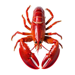 A vibrant red lobster on a clean white background