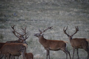 Red Deer