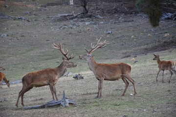 Red Deer Buck