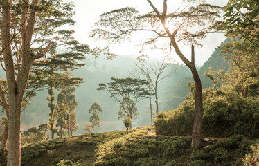 Tea plantation