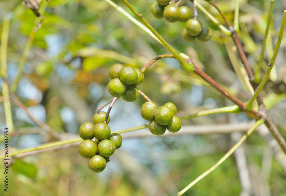 Sticker berries of cork tree