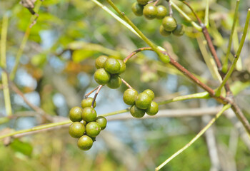 Berries of cork tree