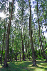 Sea pin forest at Pakarang Beach, Khaolak Phang Nga, Thailand. The world famous destination to traveling  and vacation. Beautiful seascape, paradise beach scenery