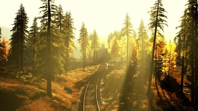 Dilapidated train tracks weaving through a thicket of spruce trees at sundown