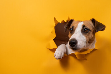 Funny jack russell terrier comes out of a paper orange background tearing it. 