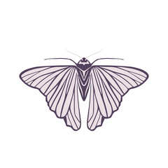 Ćma, nocny motyl. Wektorowa ilustracja owada na białym tle.