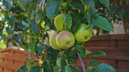 Fresh Juicy Vitamin C Rich Apple Fruit Ripening on Branch of Garden Apple Tree