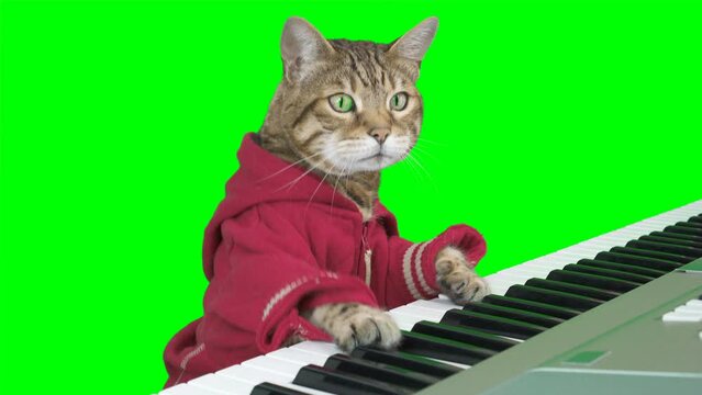 Bengal cat playing digital piano keyboard on green screen isolated with chroma key.