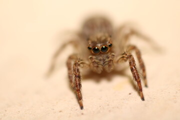 crab spider on a rock