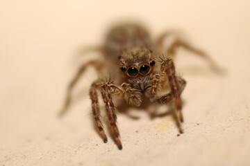 spider on the ground