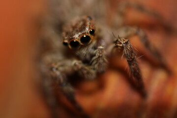 wolf spider closer