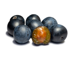 The fruit of Blackthorn. Type of plum genus. early fruit. Tart sour taste.