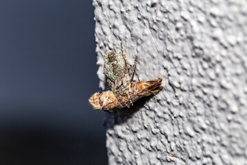 Arachnid elegance, garden orb web spider embracing cocoon on concrete wall