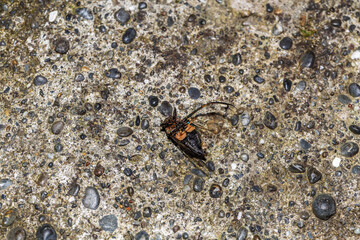 Eternal rest, deceased Cicada resting on the ground