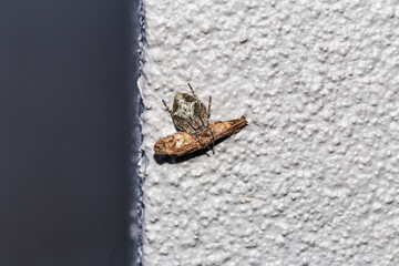 Arachnid elegance, garden orb web spider embracing cocoon on concrete wall