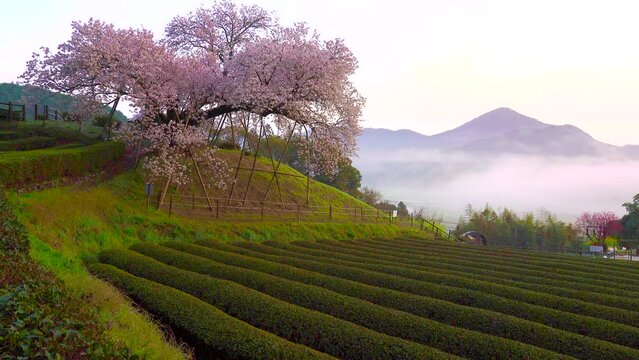 佐賀県　納戸料の百年桜