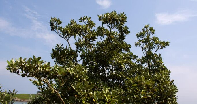wide shot of Karo PITTOSPORUM crassifolium seed pods on the island of St Agnes at the Isles of Scilly.