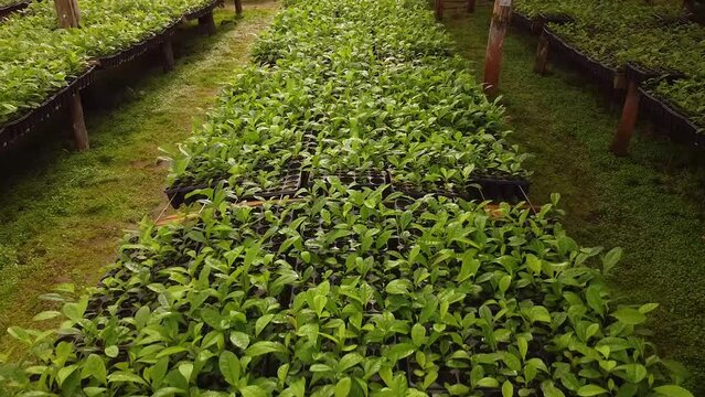 High View of Nursery Garden Producing Yerba Mate Seedlings. Traditional Drink of Argentina