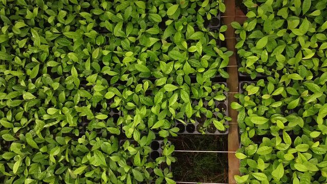 Yerba Mate Cultivation Begins in Nursery Garden, Close UP. Traditional Drink of Argentina