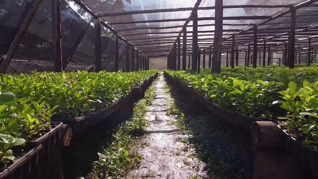 POV view inside Nursery Garden Producing Yerba Mate Seedlings. Traditional Drink of Argentina