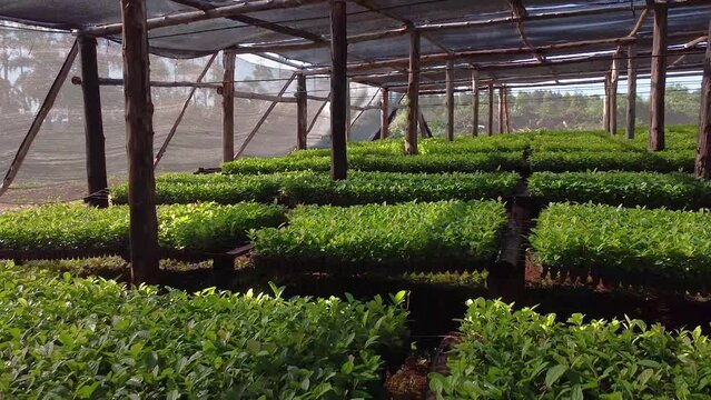 Seeds of Tradition inside Nursery Garden Producing Yerba Mate Seedlings. Traditional Drink of Argentina