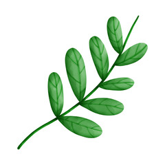 green leaves isolated on white background