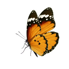 Yellow butterfly isolated on white. PNG File - 639097397