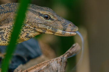 Photo head of Water Monitor Lizard (Varanus Salvator) animal closeup 