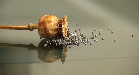Dried poppy seed head and seeds with reflections