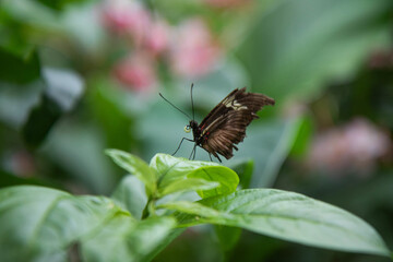 Butterfly on leaf