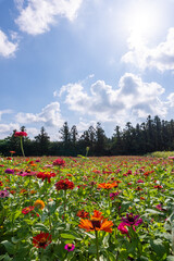 A beautiful, wide field of flowers on a dazzling sunny day