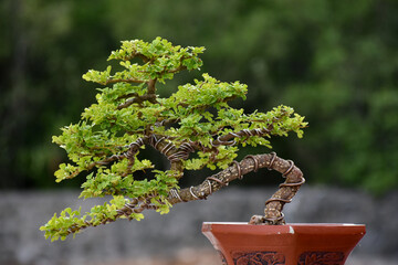 Bonsai Tree,Small Bonsai plant is a miniature art of nature expressed in a small pot and wonderful...
