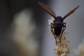 Wasps collect nectar from coconut flowers