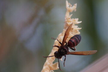 Wasps collect nectar from coconut flowers