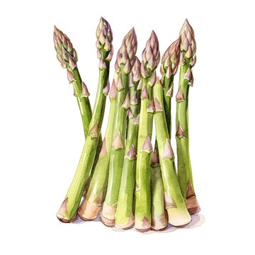 fresh asparagus on white