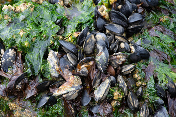 An abstract image of a cluster of black mussels exposed during low tide and covered with green sea weed.