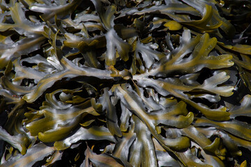 An abstract image of a cluster of green sea kelp exposed during low tide.