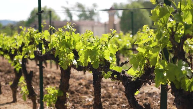 Slow orbiting shot showing juvenile grapevines growing within a vineyard in Nimes