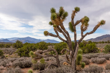 Yucca brevifolia (Joshua tree) with scenic view of vertical limestone cliffs of Rainbow Mountain Wilderness,  Mojave Desert near Las Vegas, Nevada, United States. Outdoor hiking in remote natural area