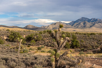 Yucca brevifolia (Joshua tree) with scenic view of vast desert landscape with mountains, trees and serene beauty in Mojave Desert near Las Vegas, Nevada, United States. Outdoor hiking in remote area