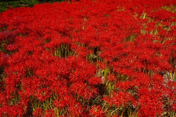 群生する彼岸花