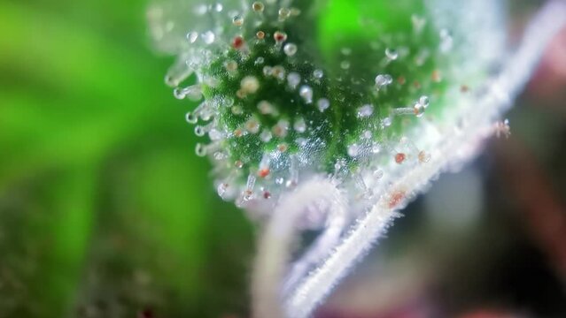 Fresh cannabis bud under microscope