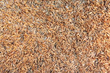 Pile of Dry Rice Husks Texture