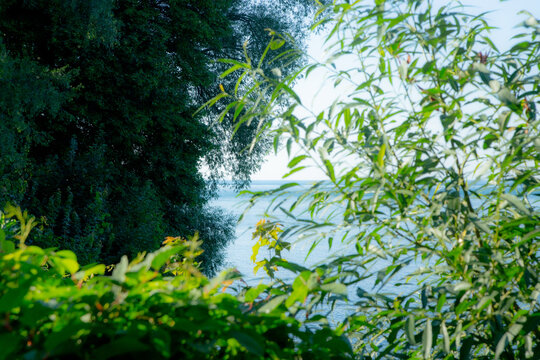 Trees on Toronto Island, Canada.