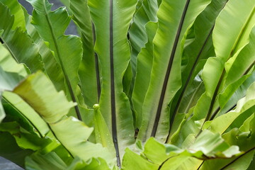 The Bird's Nest Fern or Asplenium nidus or Kadaka leaves, close up
