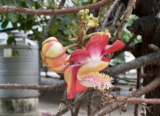 a photography of a flower that is on a tree branch, snake - rail fence with a tree and a flower in...