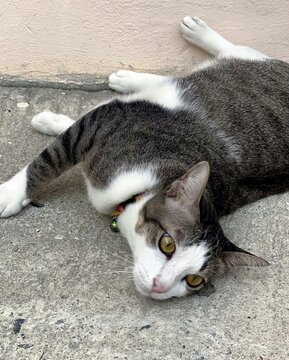 a photography of a cat laying on the ground with its head on the ground.