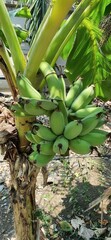 a photography of a bunch of bananas hanging from a tree, banana tree with a bunch of unripe bananas...