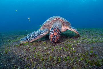 Green Turtle - Chelonia mydas feeds on the algae. Sea life of Bali, Indonesia.